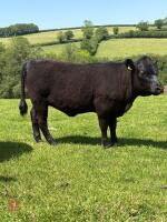 7MO ANGUS X DEXTER HEIFER - 2