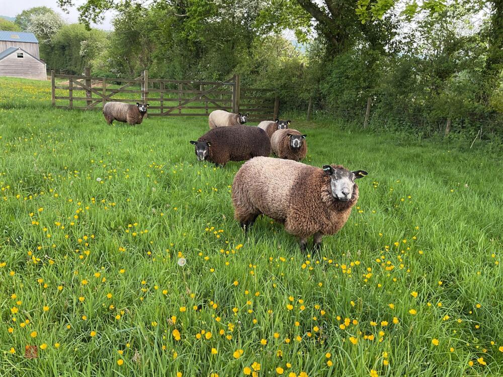 6 X 1YO BLUE TEXEL EWES - BIDS PER LIFE