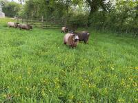 6 X 1YO BLUE TEXEL EWES - BIDS PER LIFE - 2