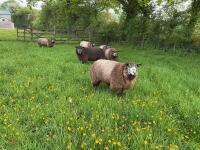 6 X 1YO BLUE TEXEL EWES - BIDS PER LIFE - 3