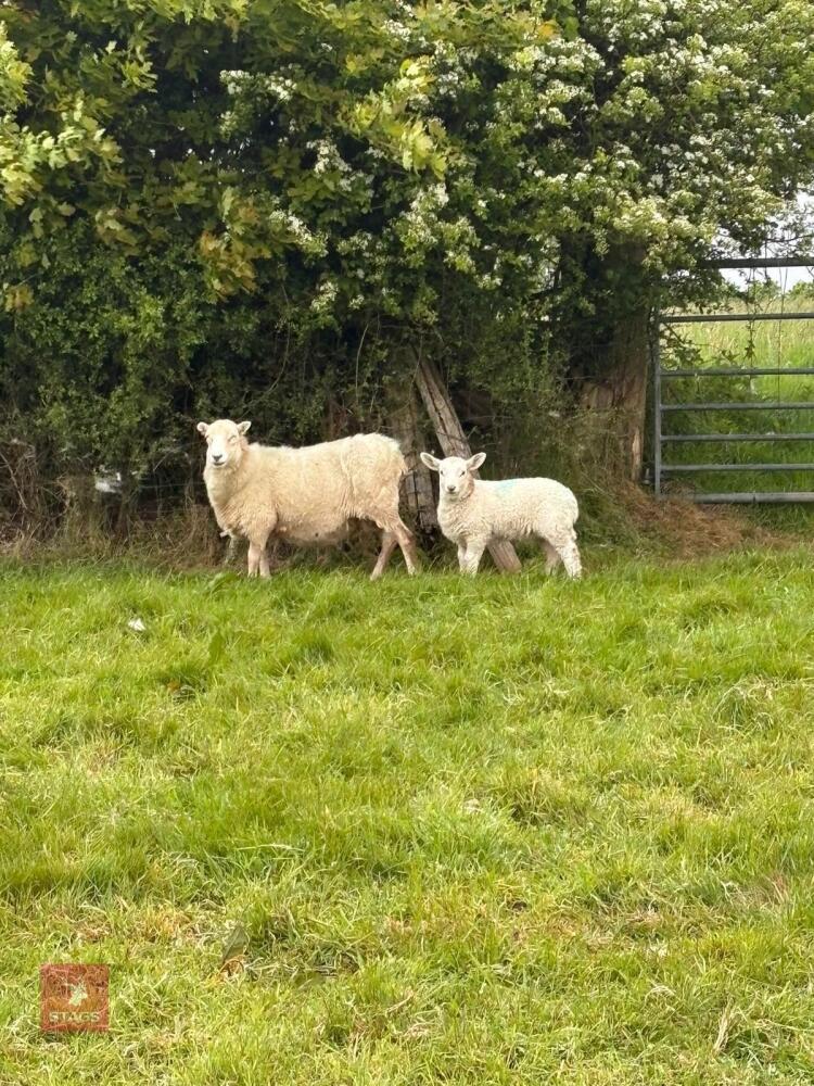 19 WELSH X EWES & 23 CHEVIOT X LAMBS - BIDS PER LIFE