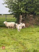 19 WELSH X EWES & 23 CHEVIOT X LAMBS - BIDS PER LIFE - 2