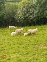 19 WELSH X EWES & 23 CHEVIOT X LAMBS - BIDS PER LIFE - 3