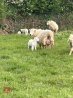 19 WELSH X EWES & 23 CHEVIOT X LAMBS - BIDS PER LIFE - 8