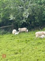 19 WELSH X EWES & 23 CHEVIOT X LAMBS - BIDS PER LIFE - 9