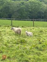 19 WELSH X EWES & 23 CHEVIOT X LAMBS - BIDS PER LIFE - 12