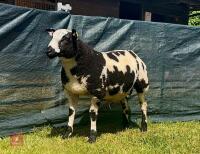 5MO PEDIGREE DUTCH SPOTTED RAM LAMB - 2
