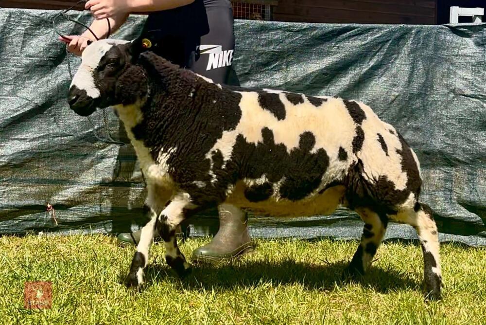 5MO PEDIGREE DUTCH SPOTTED RAM LAMB