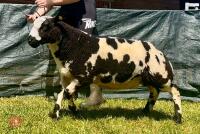 5MO PEDIGREE DUTCH SPOTTED RAM LAMB