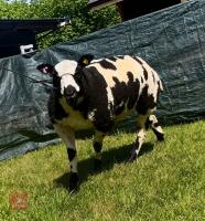 5MO PEDIGREE DUTCH SPOTTED RAM LAMB - 3