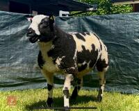 5MO PEDIGREE DUTCH SPOTTED RAM LAMB - 6