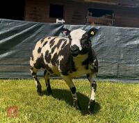 5MO PEDIGREE DUTCH SPOTTED RAM LAMB - 7