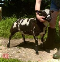 5MO PEDIGREE DUTCH SPOTTED EWE LAMB - 2