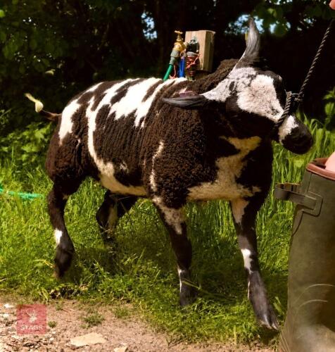 5MO PEDIGREE DUTCH SPOTTED EWE LAMB
