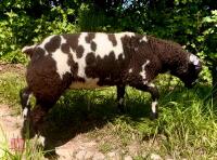 5MO PEDIGREE DUTCH SPOTTED EWE LAMB - 3