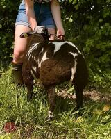 5MO PEDIGREE DUTCH SPOTTED EWE LAMB - 4