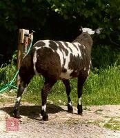 5MO PEDIGREE DUTCH SPOTTED EWE LAMB - 5