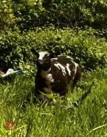 5MO PEDIGREE DUTCH SPOTTED EWE LAMB - 6