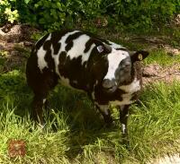 5MO PEDIGREE DUTCH SPOTTED EWE LAMB - 7