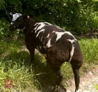 5MO PEDIGREE DUTCH SPOTTED EWE LAMB - 8