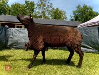 2YO PEDIGREE BLUE TEXEL EWE