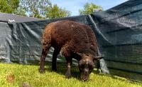 2YO PEDIGREE BLUE TEXEL EWE - 3