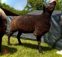 2YO PEDIGREE BLUE TEXEL EWE - 2