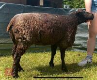 2YO PEDIGREE BLUE TEXEL EWE - 4