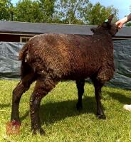 2YO PEDIGREE BLUE TEXEL EWE - 5