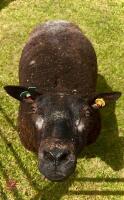 2YO PEDIGREE BLUE TEXEL EWE - 7
