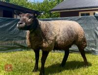 2YO PEDIGREE BLUE TEXEL EWE - 2