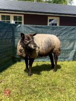 2YO PEDIGREE BLUE TEXEL EWE - 3