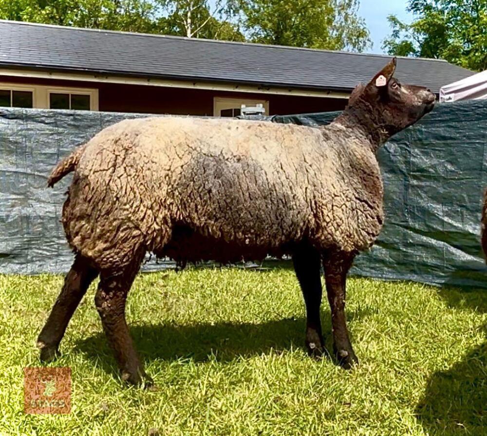 2YO PEDIGREE BLUE TEXEL EWE