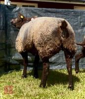 2YO PEDIGREE BLUE TEXEL EWE - 4
