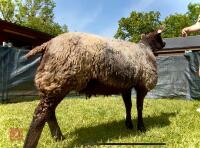2YO PEDIGREE BLUE TEXEL EWE - 5