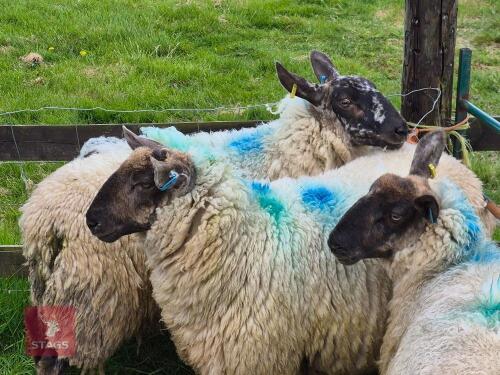 3 SUFFOLK MULE SHEARLING EWES - BIDS PER LIFE