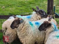 3 SUFFOLK MULE SHEARLING EWES - BIDS PER LIFE - 2