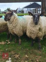 3 SUFFOLK MULE SHEARLING EWES - BIDS PER LIFE - 3