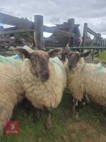 3 SUFFOLK MULE SHEARLING EWES - BIDS PER LIFE - 4
