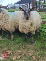 3 SUFFOLK MULE SHEARLING EWES - BIDS PER LIFE - 5