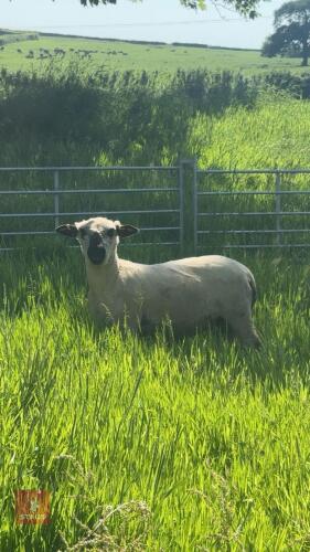 6MO PUREBRED HAMPSHIRE DOWN RAM LAMB