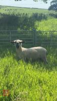6MO PUREBRED HAMPSHIRE DOWN RAM LAMB