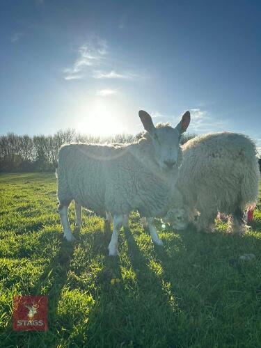 3YO PEDIGREE BORDER LEICESTER RAM