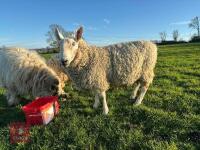 3YO PEDIGREE BORDER LEICESTER RAM - 2