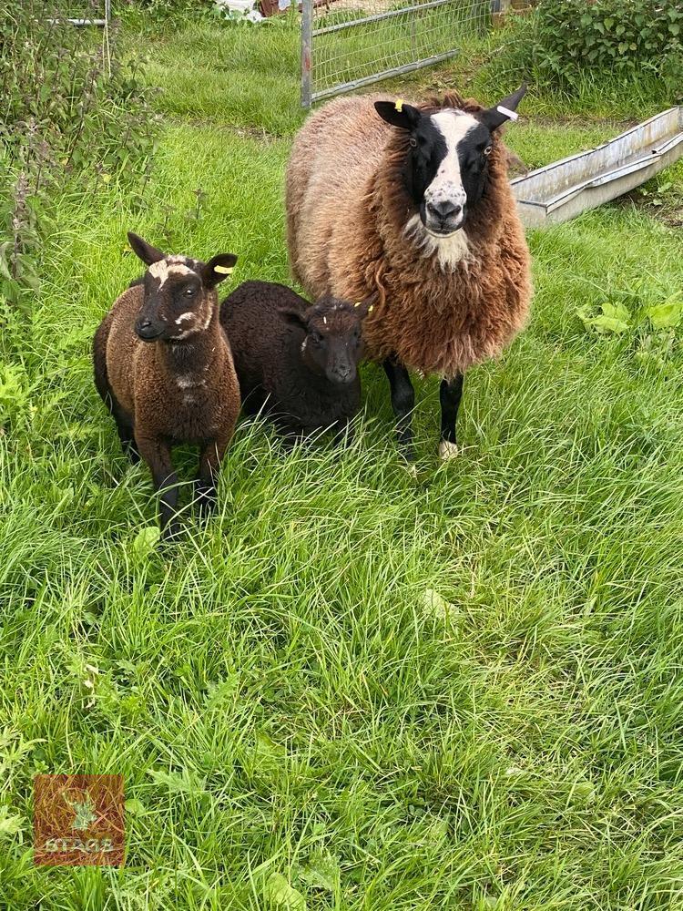 FM ZWARTBLE EWE WITH 2 EWE LAMBS - BIDS PER LIFE