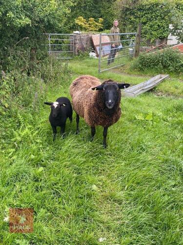 EWE AND EWE LAMB - BIDS PER LIFE