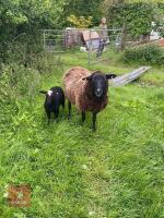 EWE AND EWE LAMB - BIDS PER LIFE