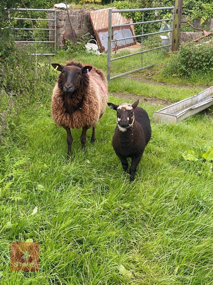 EWE AND EWE LAMB - BIDS PER LIFE