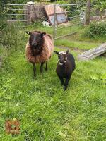 EWE AND EWE LAMB - BIDS PER LIFE