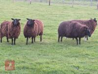 9 MIXED AGE DUTCH SPOTTED GRADE 4 EWES - BIDS PER LIFE - 2
